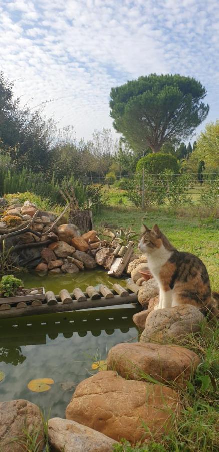 Roulotte En Bois Sud France Guest House Le Soler Ngoại thất bức ảnh