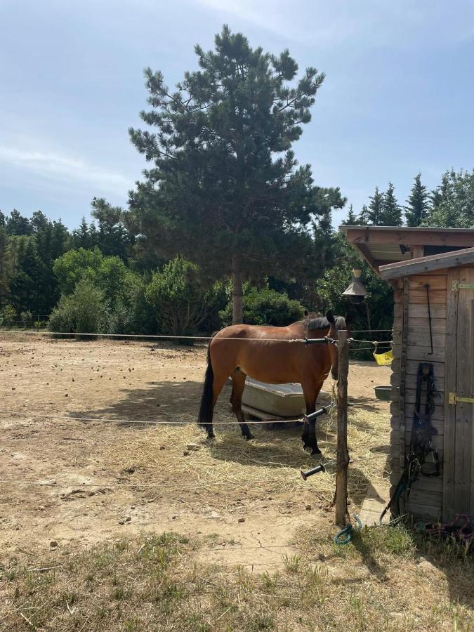 Roulotte En Bois Sud France Guest House Le Soler Ngoại thất bức ảnh